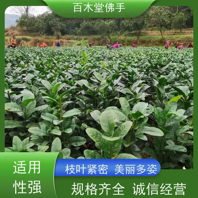 百木堂 川佛手苗种植技术 观赏植物 附加值高 用于庭院装饰