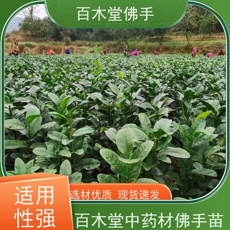 百木堂 川佛手苗种植技术 适用性强 规格齐全 用于庭院装饰