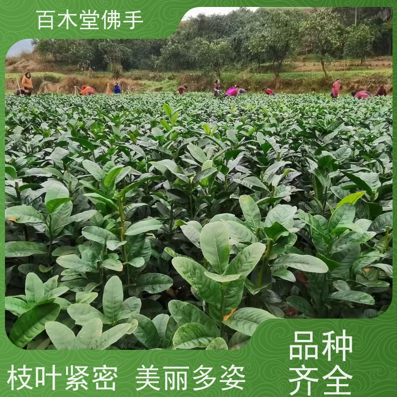 百木堂 良种佛手苗种植 高成活率 较耐干旱 用于庭院装饰