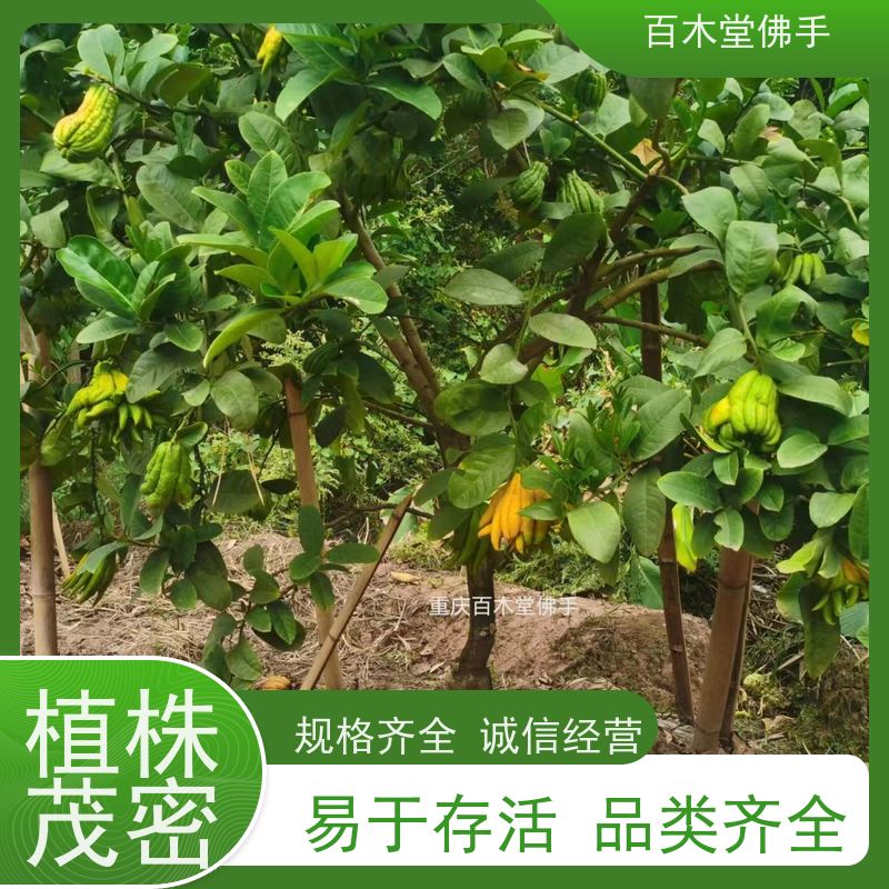 百木堂 川佛手苗种植技术 产量高 造型优美 易成活 城市景观绿化树
