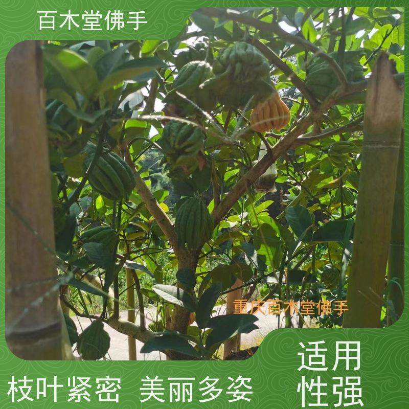 百木堂 良种佛手苗种植 高成活率 较耐干旱 城市景观绿化树