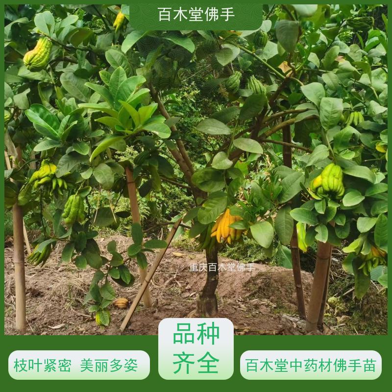 百木堂 良种佛手苗种植 产量高 造型优美 易成活 植株茂密 用途广泛