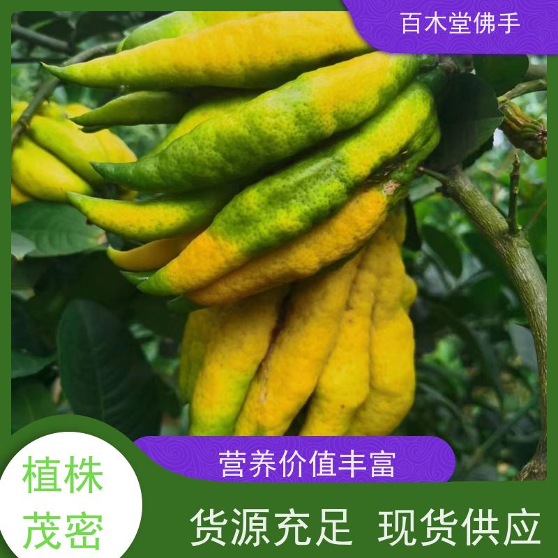 百木堂 良种佛手苗种植 产量高 造型优美 易成活 道路绿化行道苗
