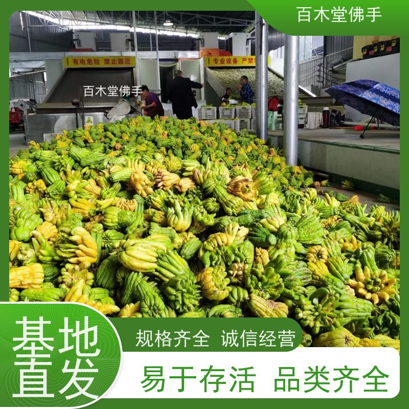 百木堂种苗基地直供金银花种植枝叶紧密 生长迅速