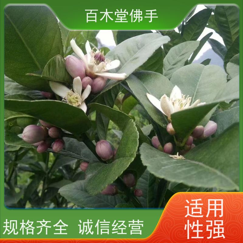 百木堂园林景区栽植柠檬种植植株茂密 产量高