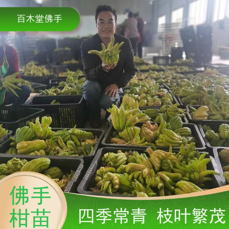 百木堂种苗基地直供石菖蒲种植植株茂密 生长迅速