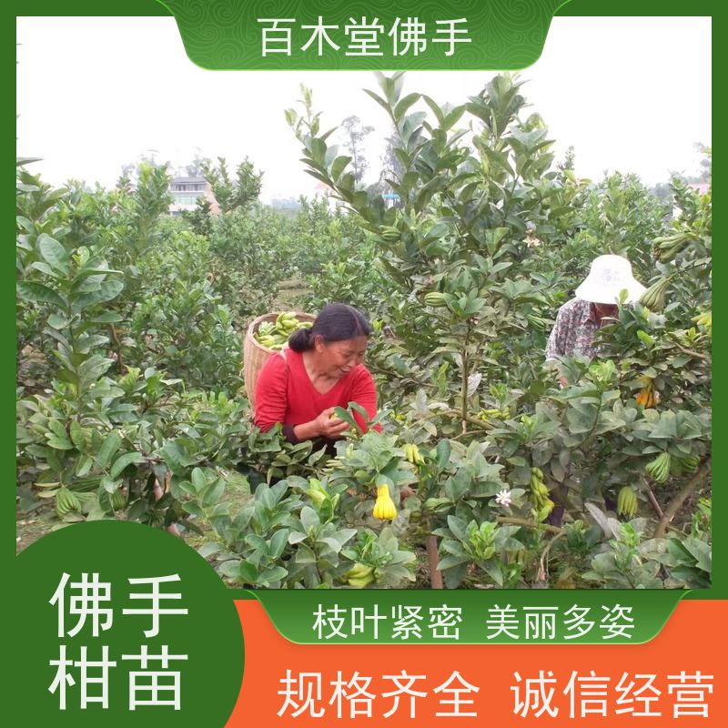 百木堂道路绿化行道苗柚子种植植株茂密 较耐干旱