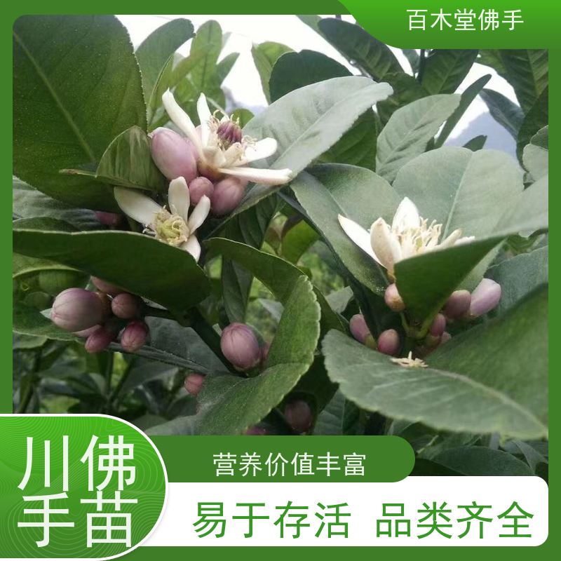 百木堂园林景区栽植中药材种植造型优美 规格齐全