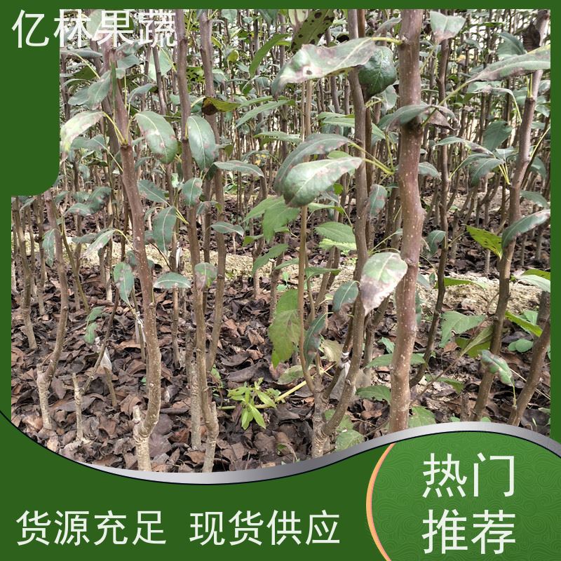 基地供应 油桃苗 现挖现发新鲜 粗两公分 果实饱满味道好