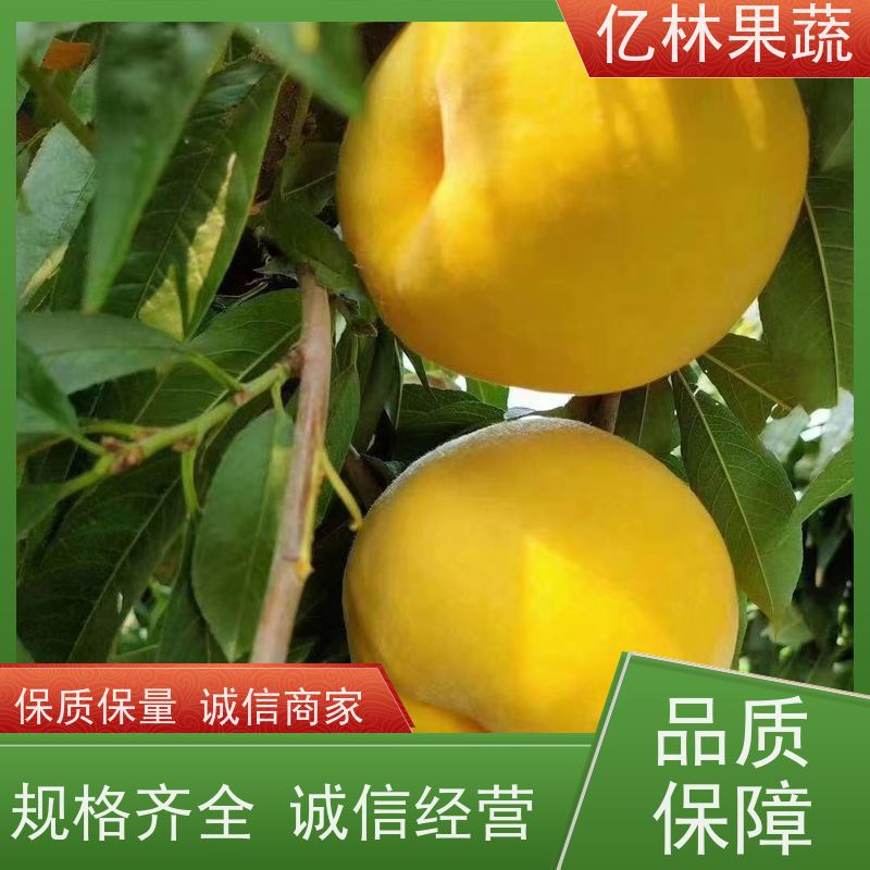 亿林苗木 秋彤桃 新品种挑苗 香甜可口 根系饱满成活率高