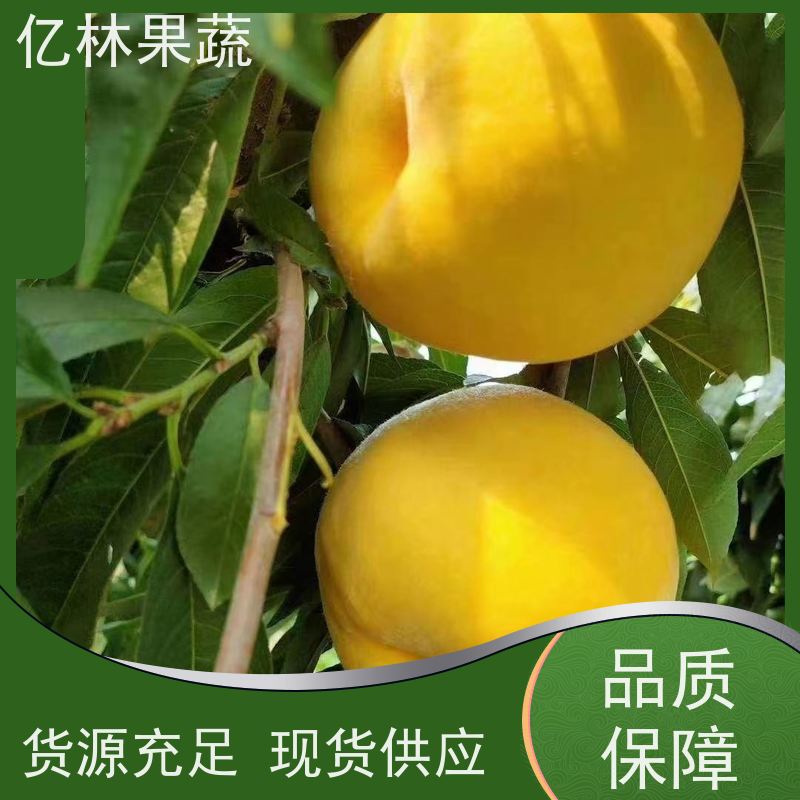 基地培育 园林嫁接桃苗 盆栽地栽庭院桃树苗苗 成活率高