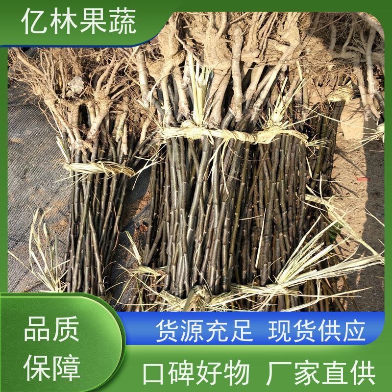 基地供应 黄桃苗 三公分现挖现发 品种齐全 成活率高