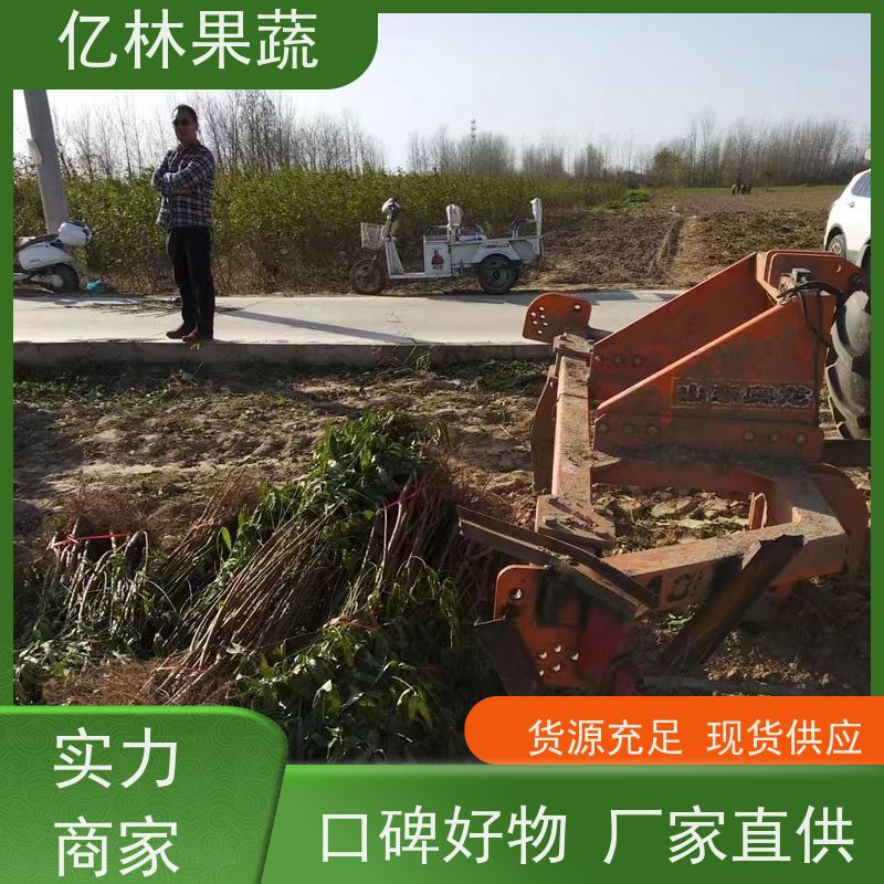 基地培育 油桃苗 南北方种植 桃树果树苗 根系饱满成活率高