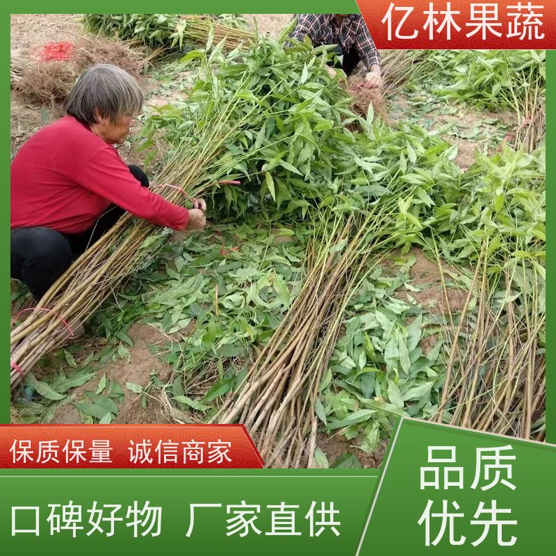 亿林苗木 冬桃苗 园林绿化果树苗 抗寒能力强 基地直发