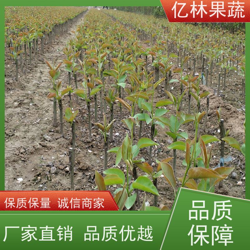 基地供应 油桃苗 特产果树桃幼苗 易栽培桃树苗