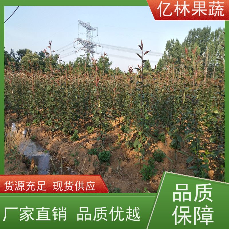 亿林苗木 冬桃苗 新品种挑苗 香甜可口 成活率高