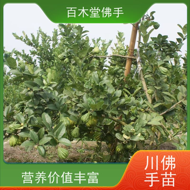 百木堂 四 川佛手苗 树形丰富 成活率高 植株茂密
