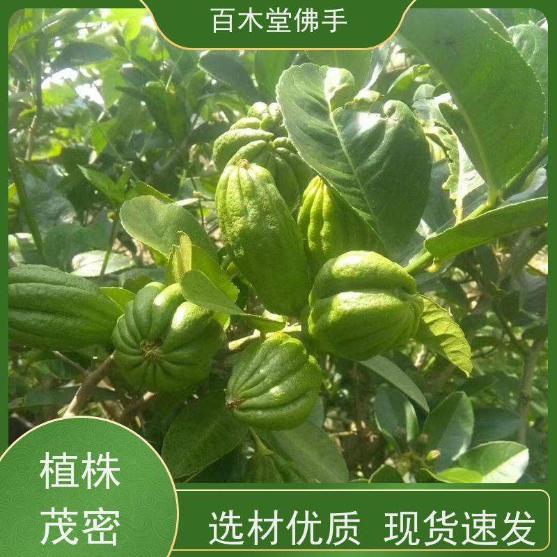 百木堂 金佛手苗 造型优美 易成活 用于庭院装饰
