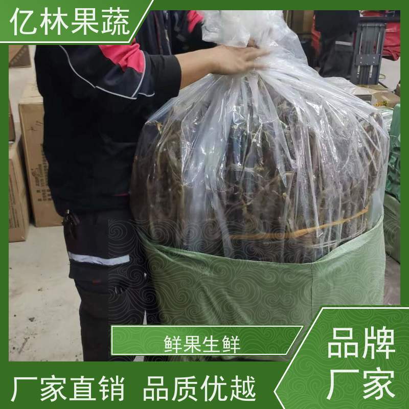 亿林苗木 黄桃苗 现挖现发 口感香甜 易栽培桃树苗