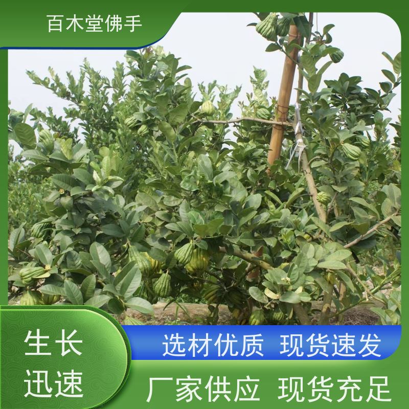百木堂 四 川佛手苗 树形丰富 成活率高 用于庭院装饰