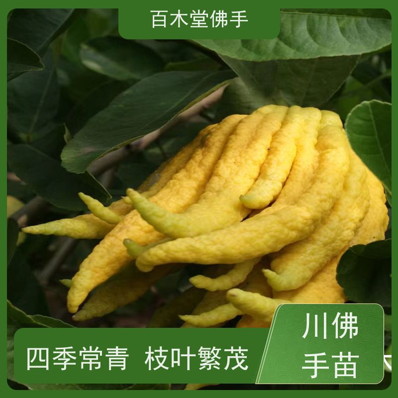 百木堂 四 川佛手苗 枝叶紧密 美丽多姿 植株茂密