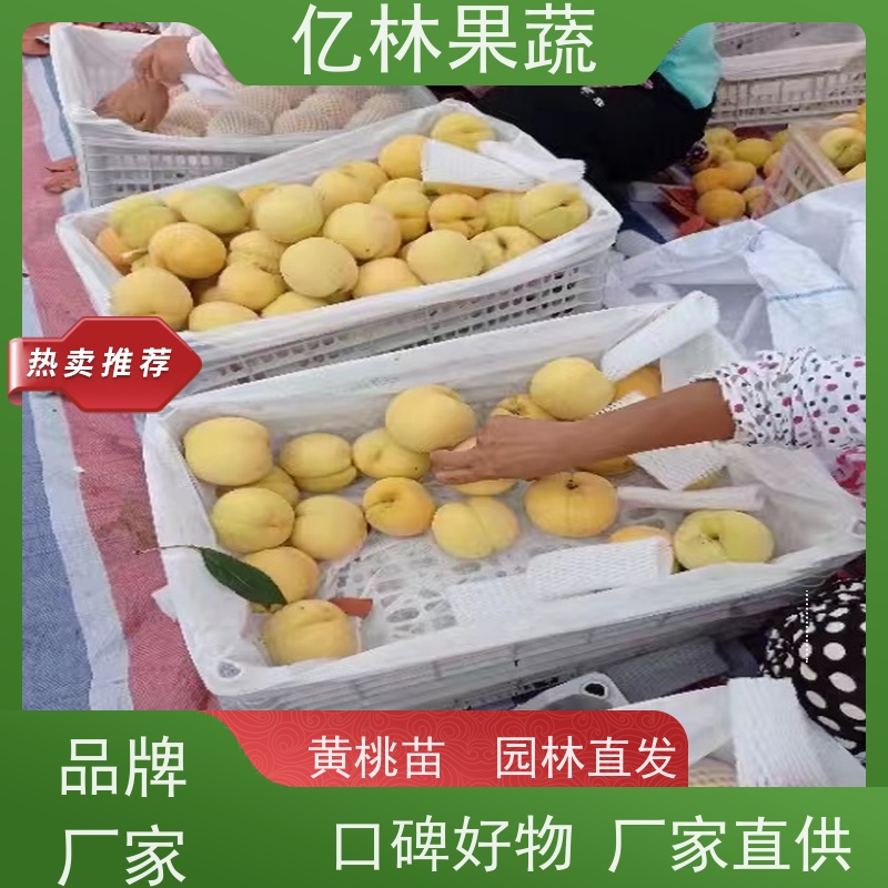 基地培育 油桃苗 现挖现发新鲜 粗两公分 果实饱满味道好