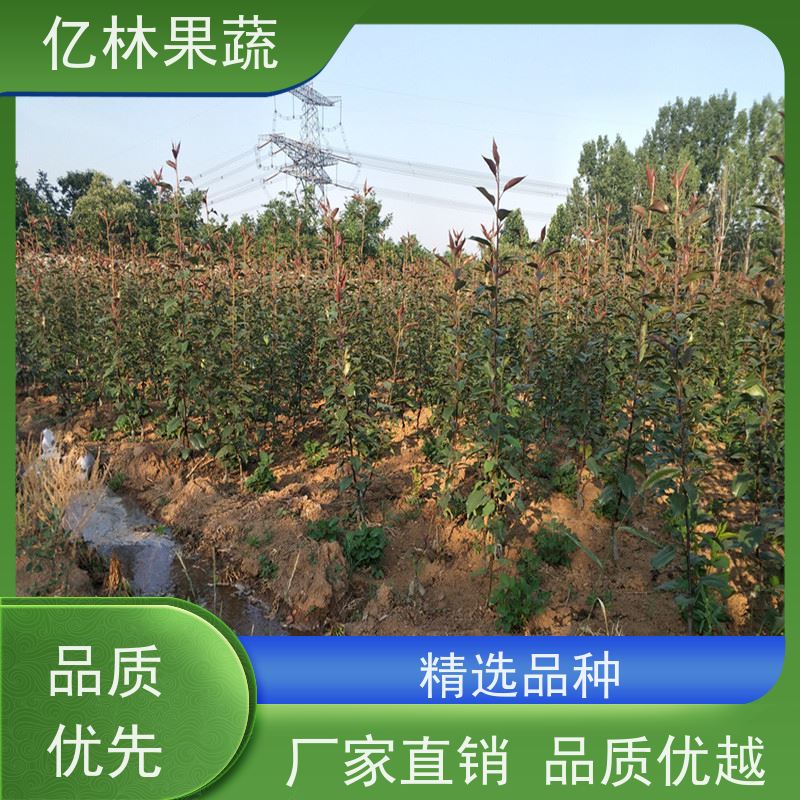 基地培育 黄桃苗 晚熟品种桃 口感脆甜 果实饱满味道好
