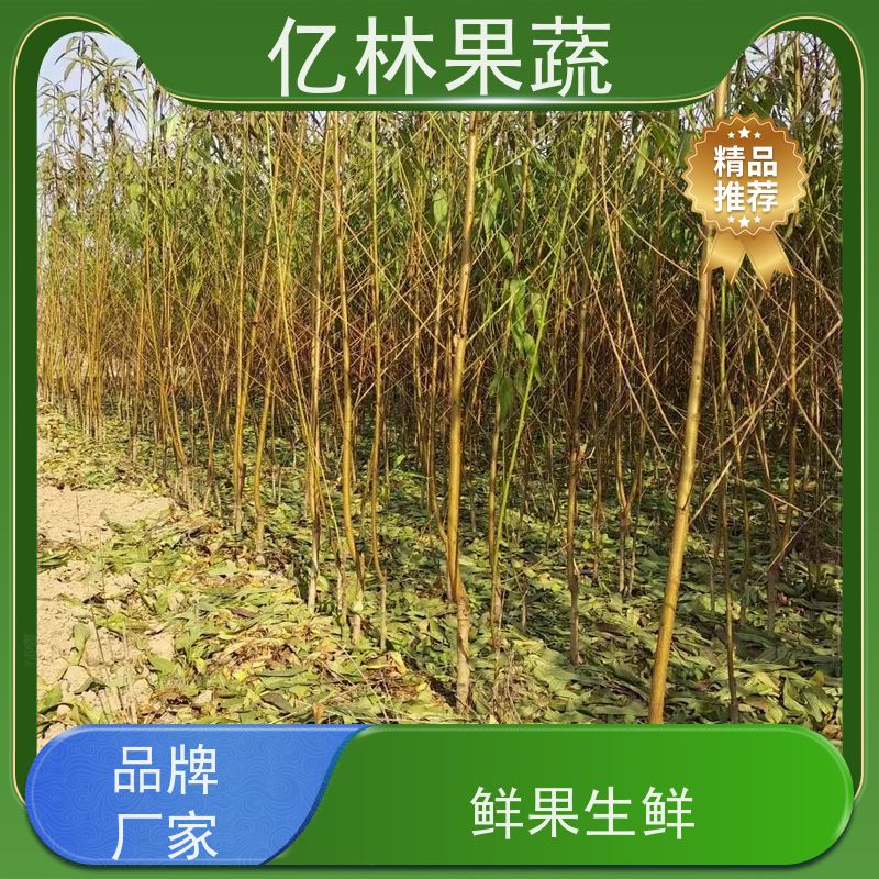 亿林苗木 晚熟桃树苗 特产果树桃幼苗 成活率高