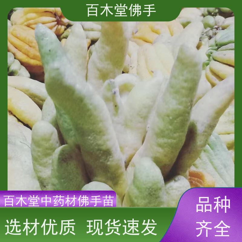 百木堂 广佛手 高成活率 较耐干旱 道路绿化行道苗