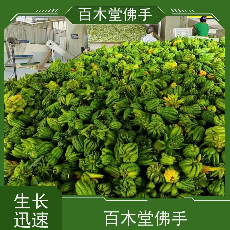 百木堂 金 佛手 生长环境适应性强 城市景观绿化树 