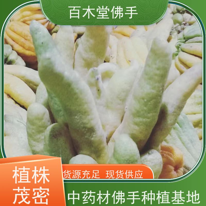 百木堂 广佛手 可作为盆景摆设 货源充足 中药材种植基地 