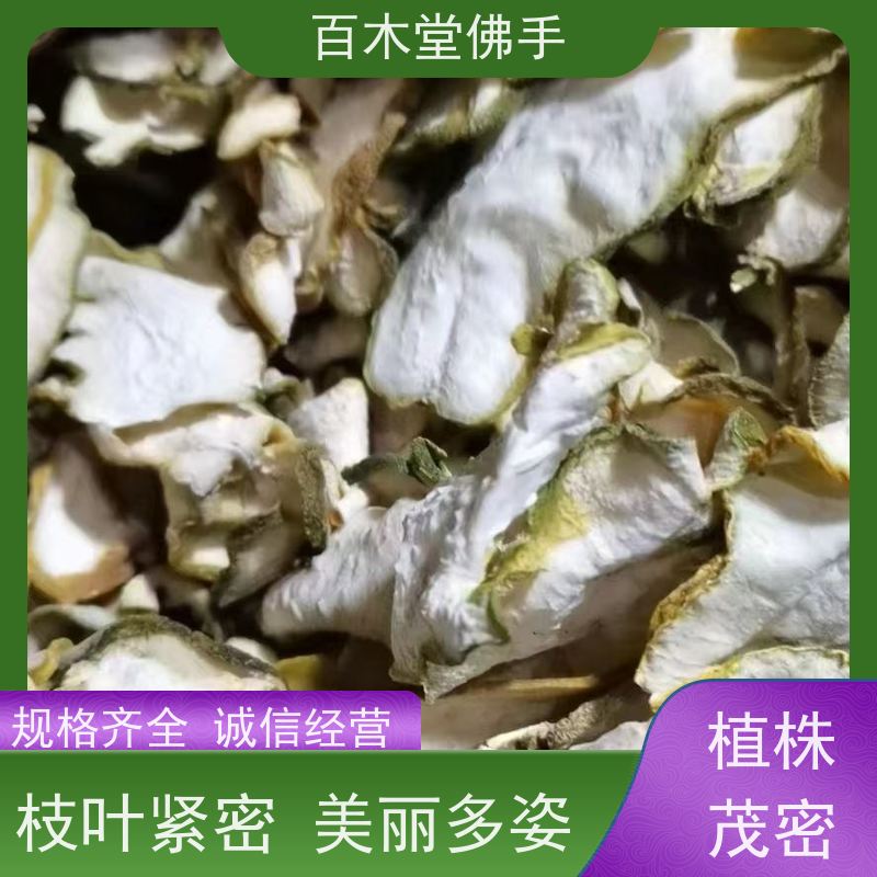 百木堂 川佛手 观赏植物 附加值高 城市景观绿化树 