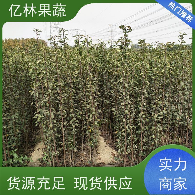 基地培育 黄桃苗 现挖现发 口感香甜 根系饱满成活率高