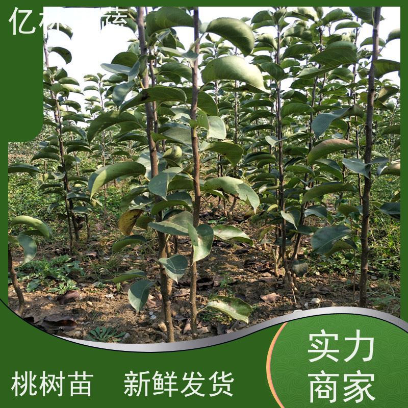 基地供应 秋彤桃 现挖现发新鲜 粗两公分 果实饱满味道好