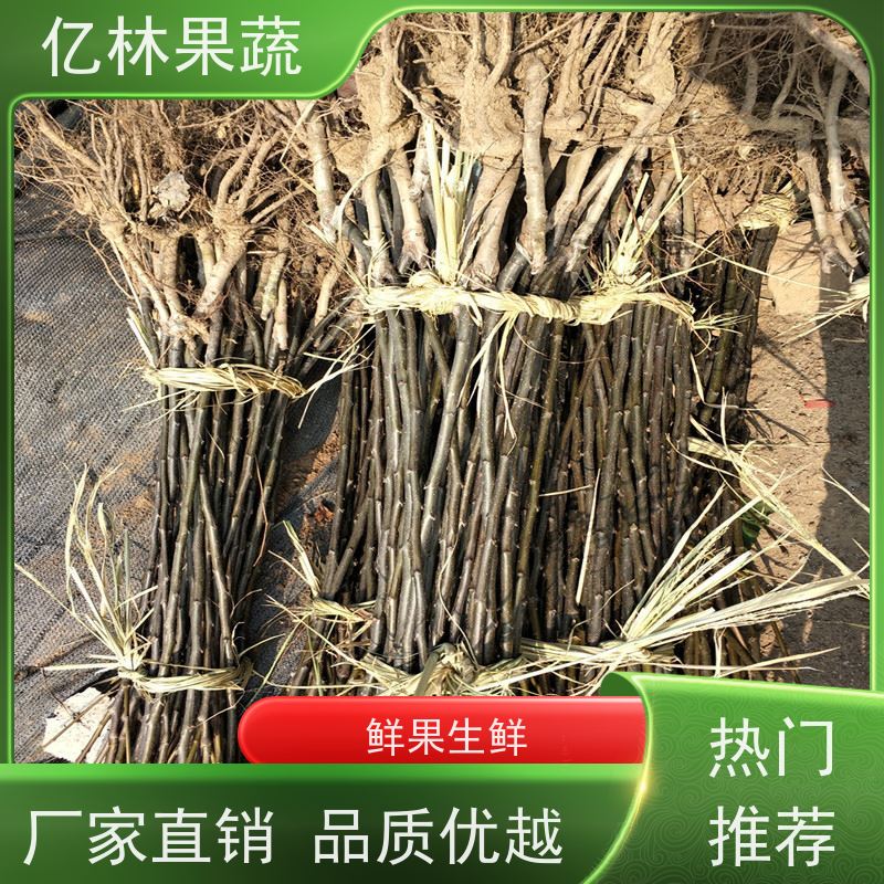 基地培育 冬桃苗 三公分现挖现发 品种齐全 成活率高