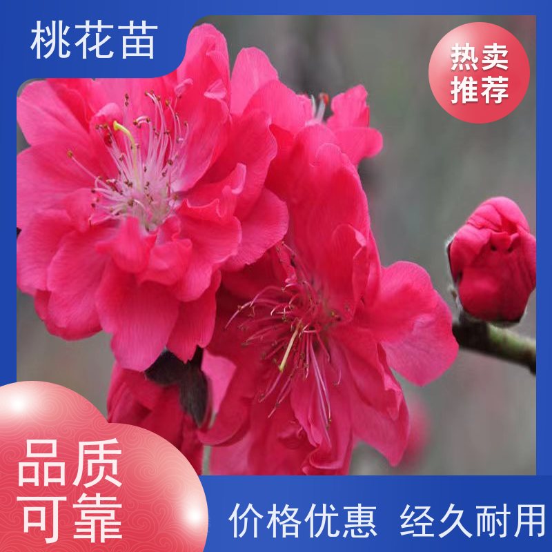 春丰苗木 适应能力强 品种多样 景观桃花树苗 8公分