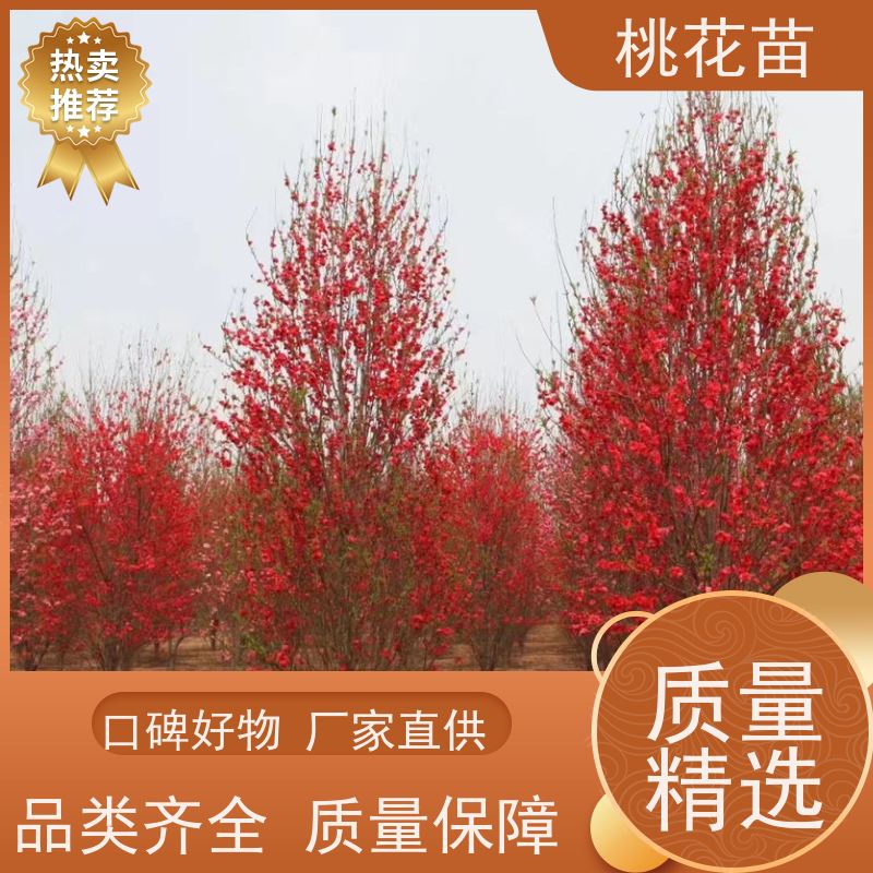 春丰苗木 盆栽地栽 提供种植技术经验 寿星桃 观赏桃花苗价格2元