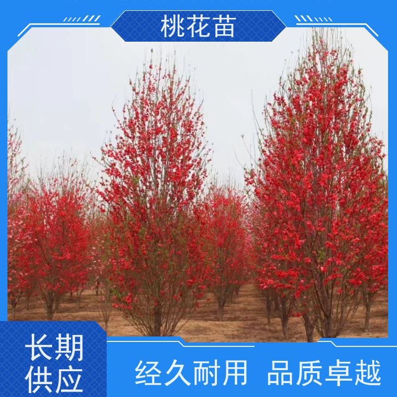 春丰苗木 树形优美 成活率高 7公分 品种多样 景观桃花