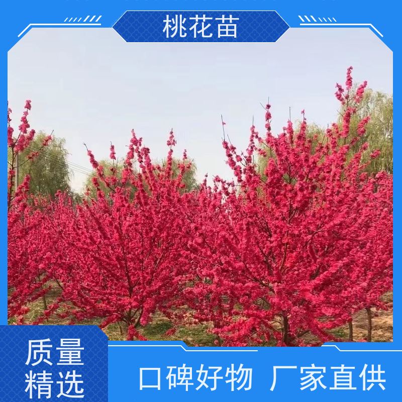 春丰苗木 观赏桃花苗子 适应能力强 基地批发 2公分