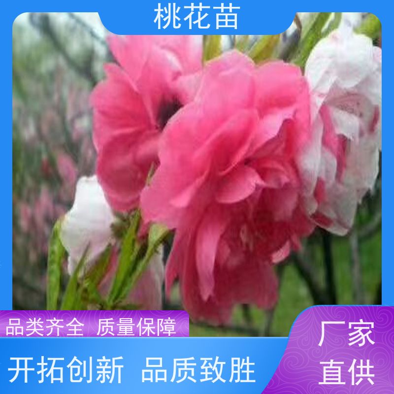 春丰苗木 基地直供 全国发货 桃树苗批发价格 桃花盆栽