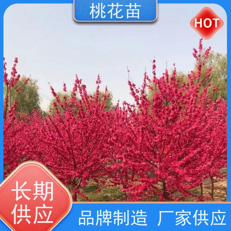春丰苗木 树形优美 成活率高 现挖现发 寿星桃 观赏桃苗子批发价格