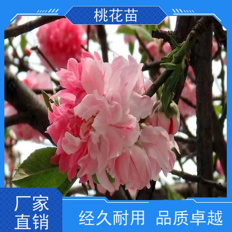 春丰苗木 植株健壮 桃花苗苗圃基地 5公分 寿星桃
