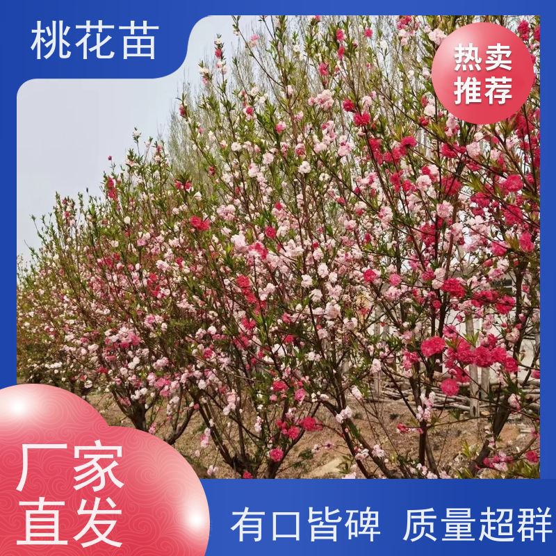 春丰苗木 5公分 观赏桃花树苗 基地批发 树形优美
