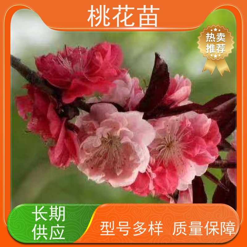 春丰苗木 嫁接新品种 基地供应 2公分 景观桃花苗