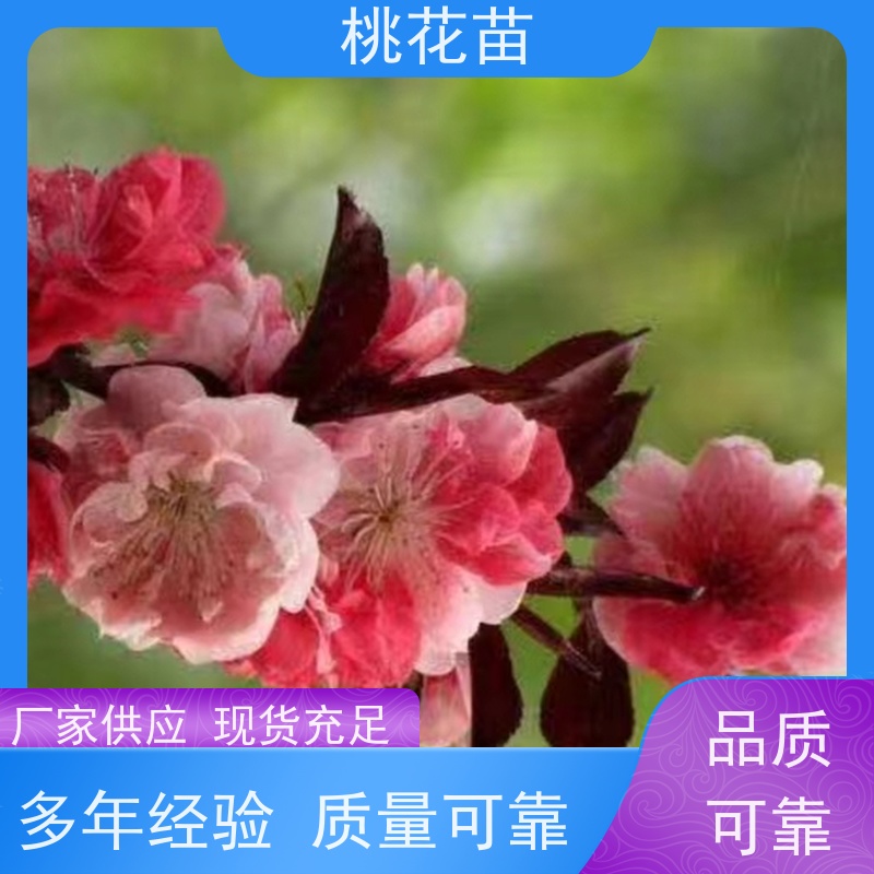 春丰苗木 基地直供 欣赏桃花树苗 适应能力强 7公分