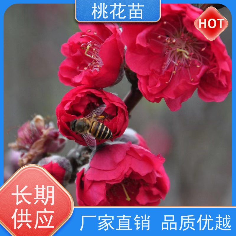 春丰苗木 提供种植技术经验 桃子苗批发价格 基地供应 桃花苗子