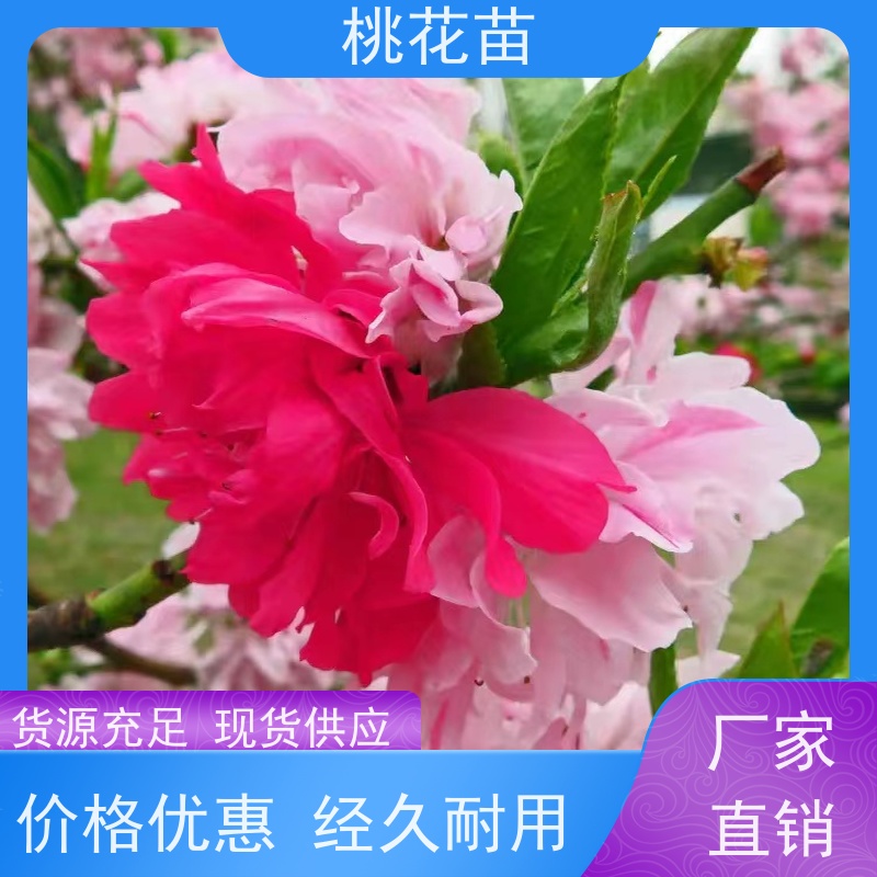 春丰苗木 基地供应 提供种植技术经验 观赏桃苗子 2公分