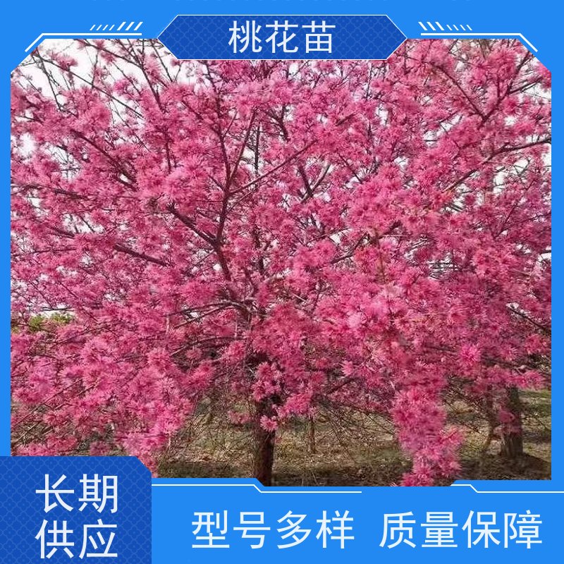 春丰苗木 品种优良 基地批发 观赏桃花苗子 7公分