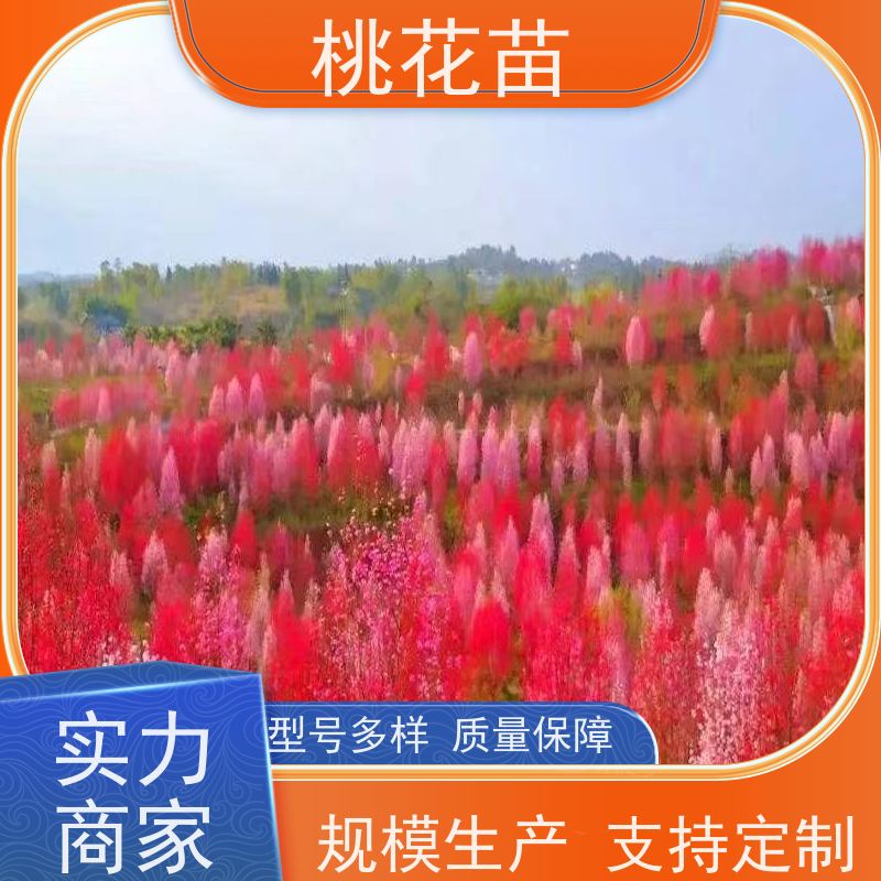 春丰苗木 嫁接新品种 桃花苗苗圃基地 观赏桃苗子 8公分