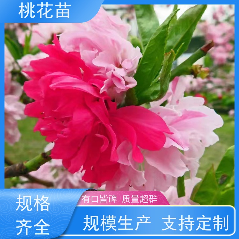 春丰苗木 提供种植技术经验 桃花苗苗圃基地 2公分 花桃树